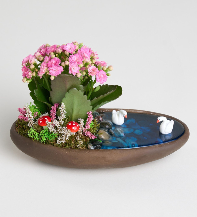 Dekor Saksıda Pembe Kalanchoe Teraryum
