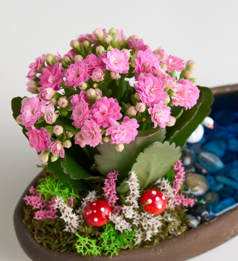 Dekor Saksıda Pembe Kalanchoe Teraryum