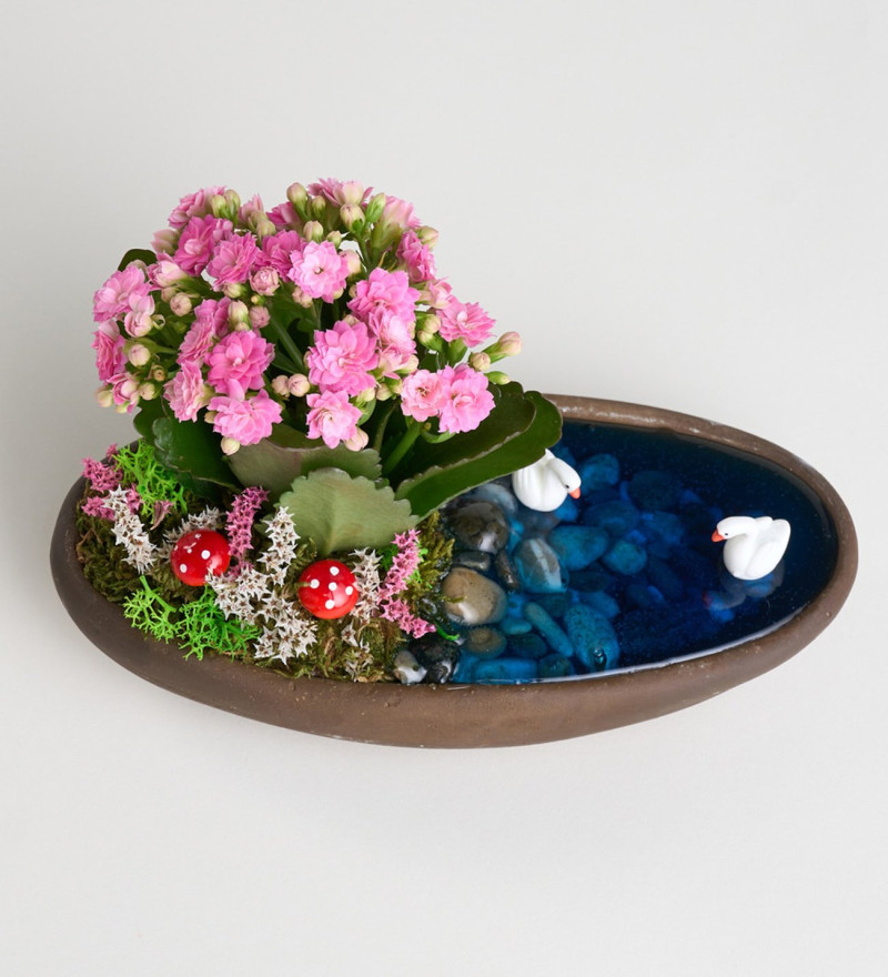 Dekor Saksıda Pembe Kalanchoe Teraryum