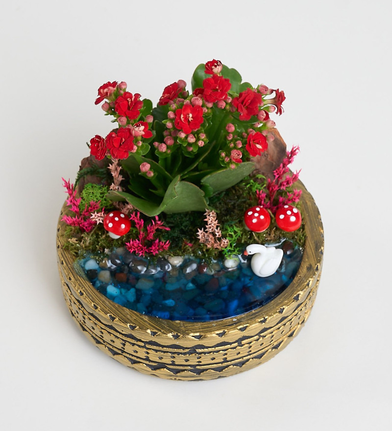 Ring Saksıda Kırmızı Kalanchoe Teraryum