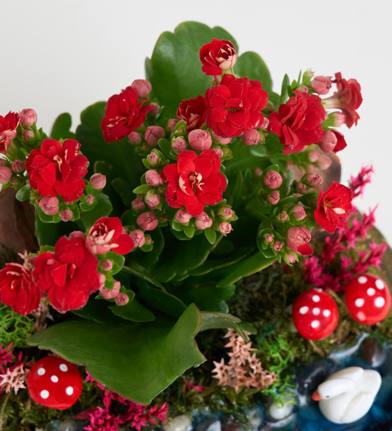 Ring Saksıda Kırmızı Kalanchoe Teraryum