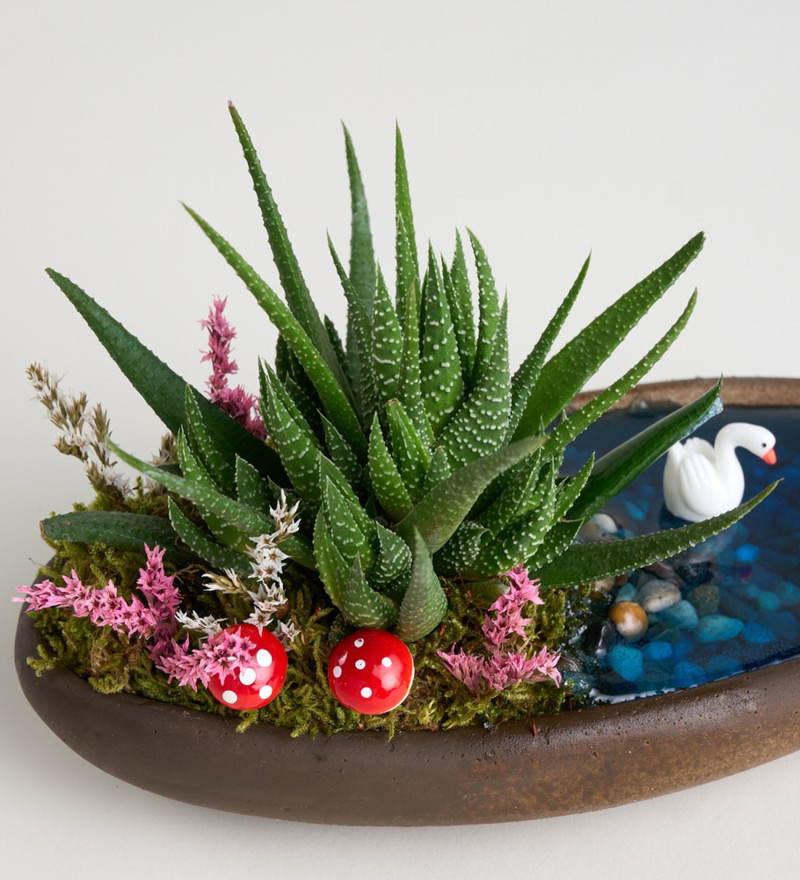 Cam Fanusta Haworthia Bitkili Tasarım Teraryum