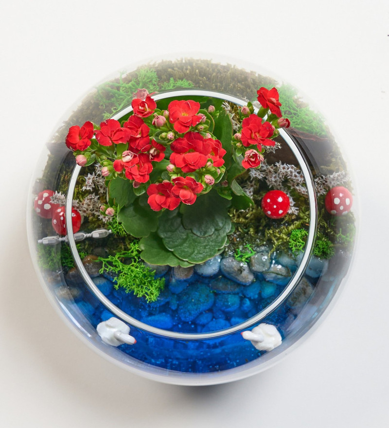 Cam Fanusta Kırmızı Kalanchoe Tasarım Teraryum