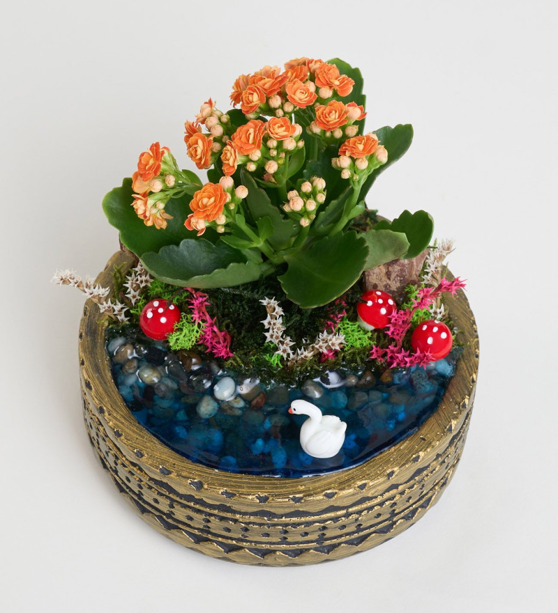 Ring Saksıda Turuncu Kalanchoe Teraryum