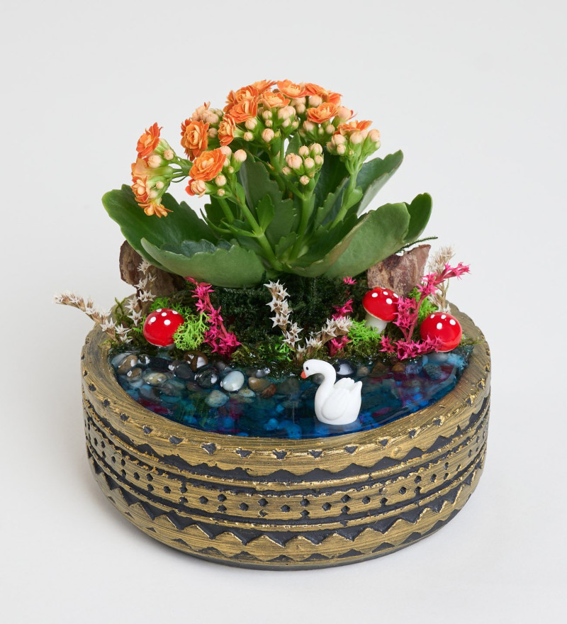 Ring Saksıda Turuncu Kalanchoe Teraryum