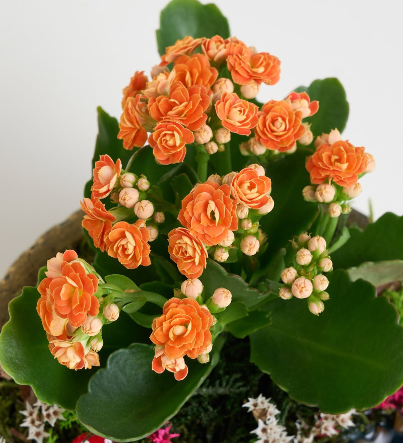 Ring Saksıda Turuncu Kalanchoe Teraryum