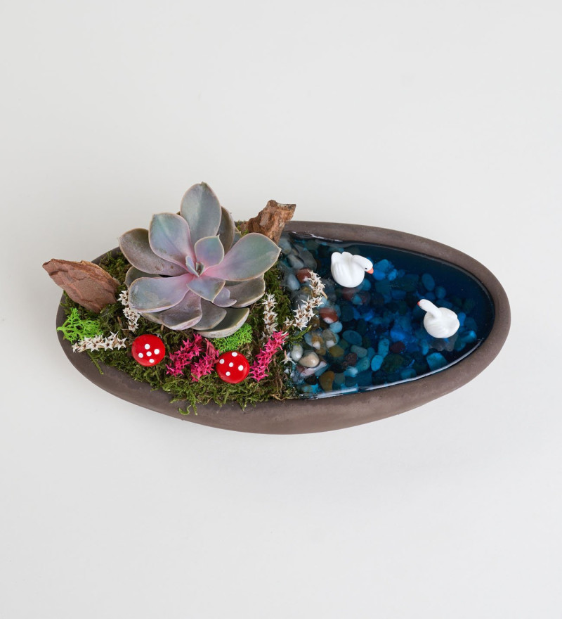 Dekor Saksıda Echeveria Perle Von Nurnberg Teraryum