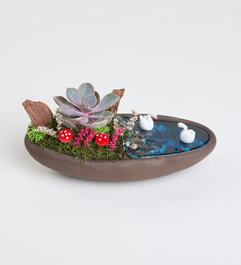 Dekor Saksıda Echeveria Perle Von Nurnberg Teraryum