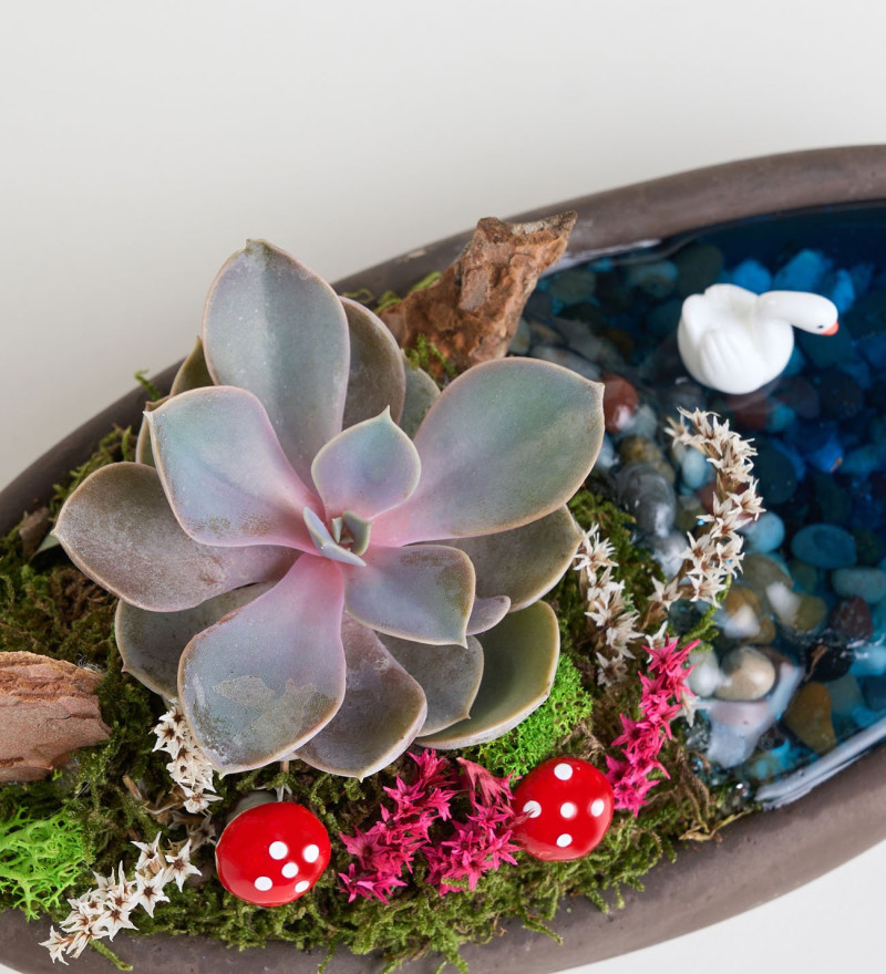 Dekor Saksıda Echeveria Perle Von Nurnberg Teraryum