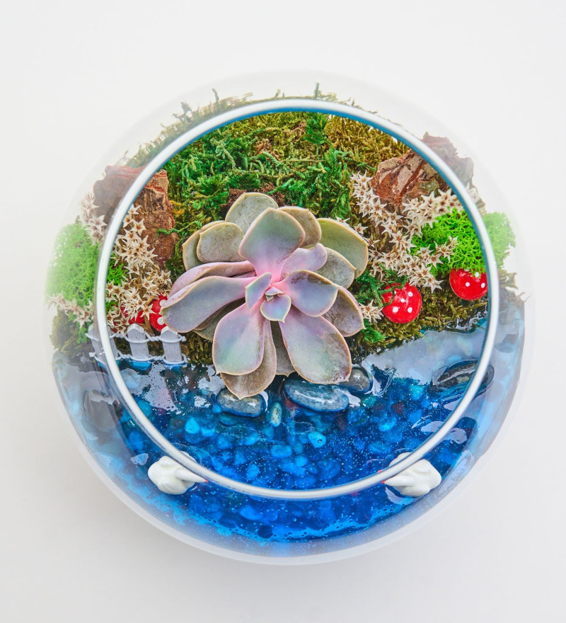 Cam Fanusta Echeveria Perle Von Nurnberg Teraryum