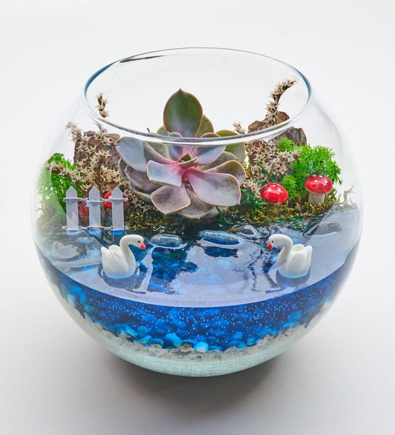 Cam Fanusta Echeveria Perle Von Nurnberg Teraryum