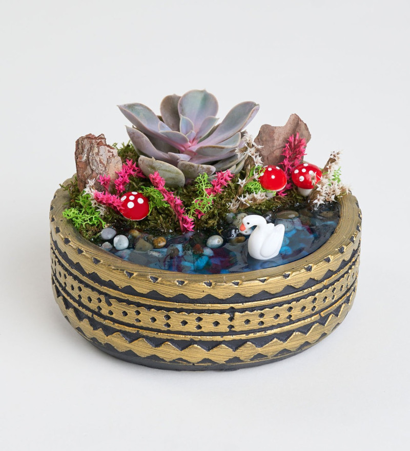 Ring Saksıda Echeveria Perle Von Nurnberg Teraryum