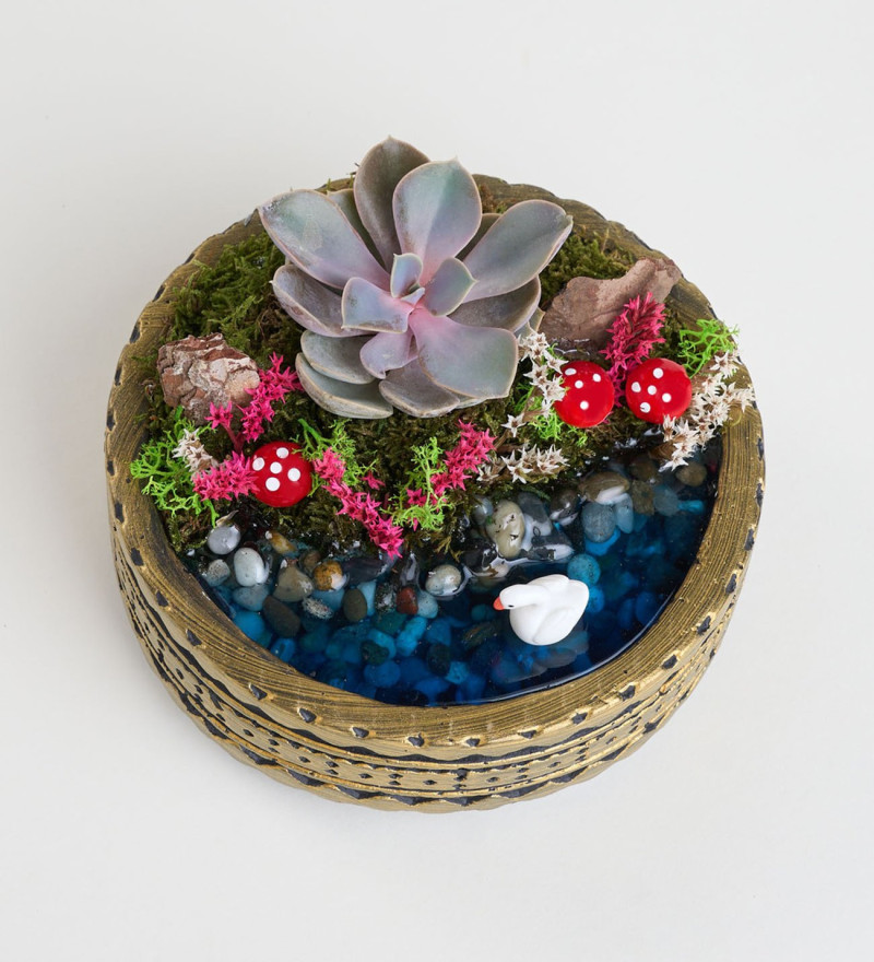 Ring Saksıda Echeveria Perle Von Nurnberg Teraryum
