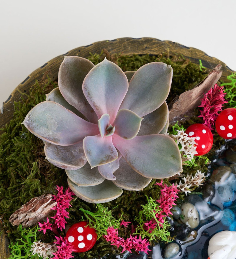 Ring Saksıda Echeveria Perle Von Nurnberg Teraryum
