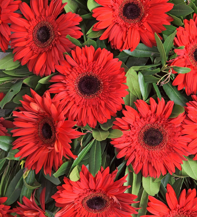 Tek Katlı Kırmızı Gerbera Çiçekleri Çelenk