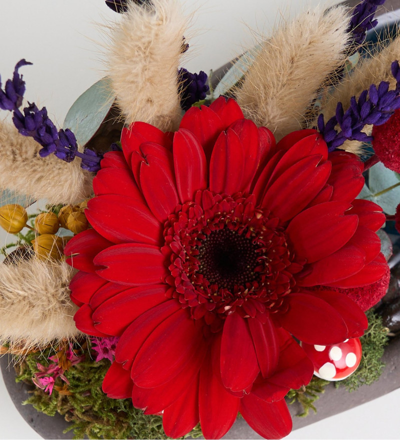 Dekor Saksıda Kırmızı Gerbera & Craspedia Teraryum