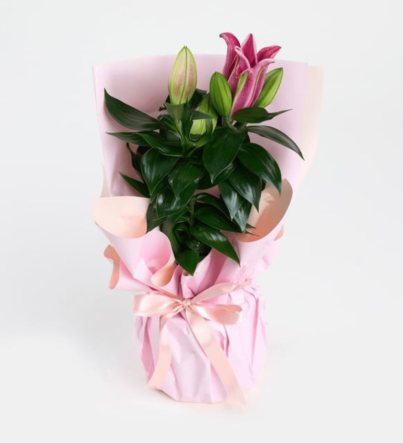 Pembe Buket Kağıtlı Beton Saksıda Pembe Lilyum 