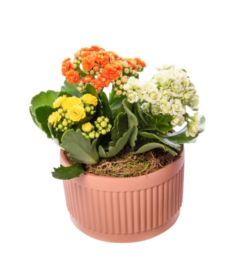 Kiremit Saksıda Renkli Kalanchoe