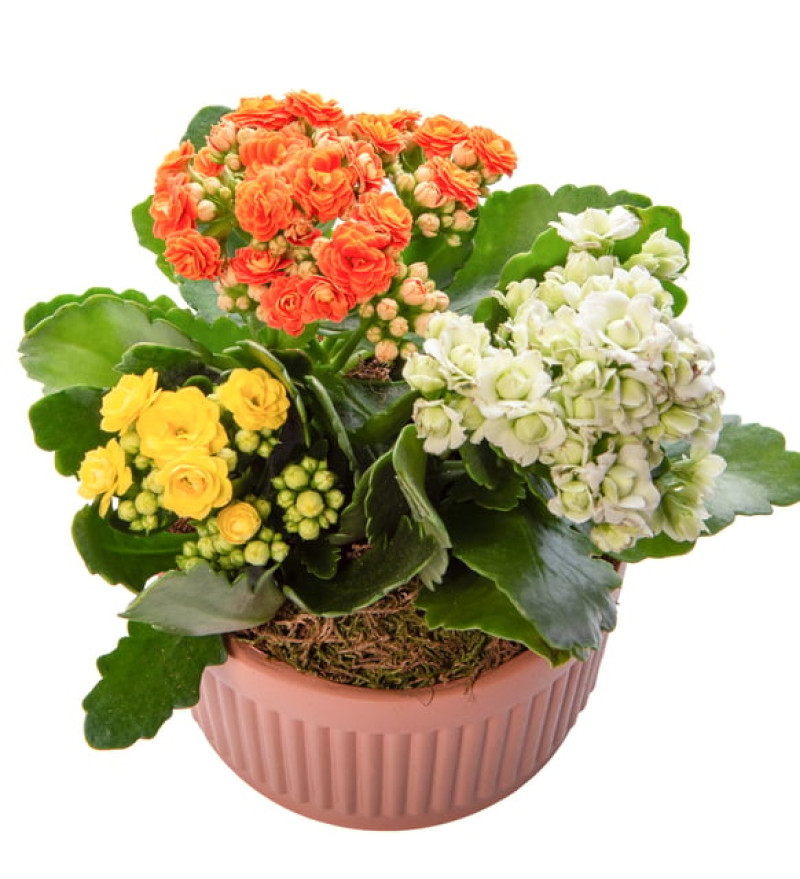 Kiremit Saksıda Renkli Kalanchoe