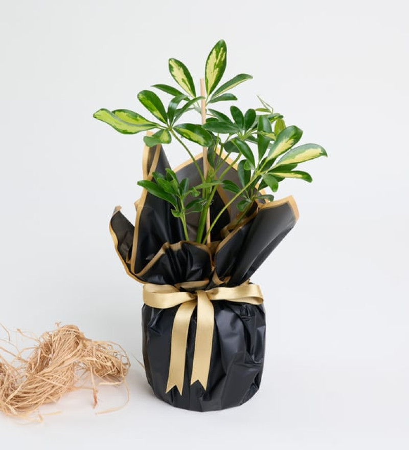 Siyah Buket Kağıdında Schefflera Tekli p12
