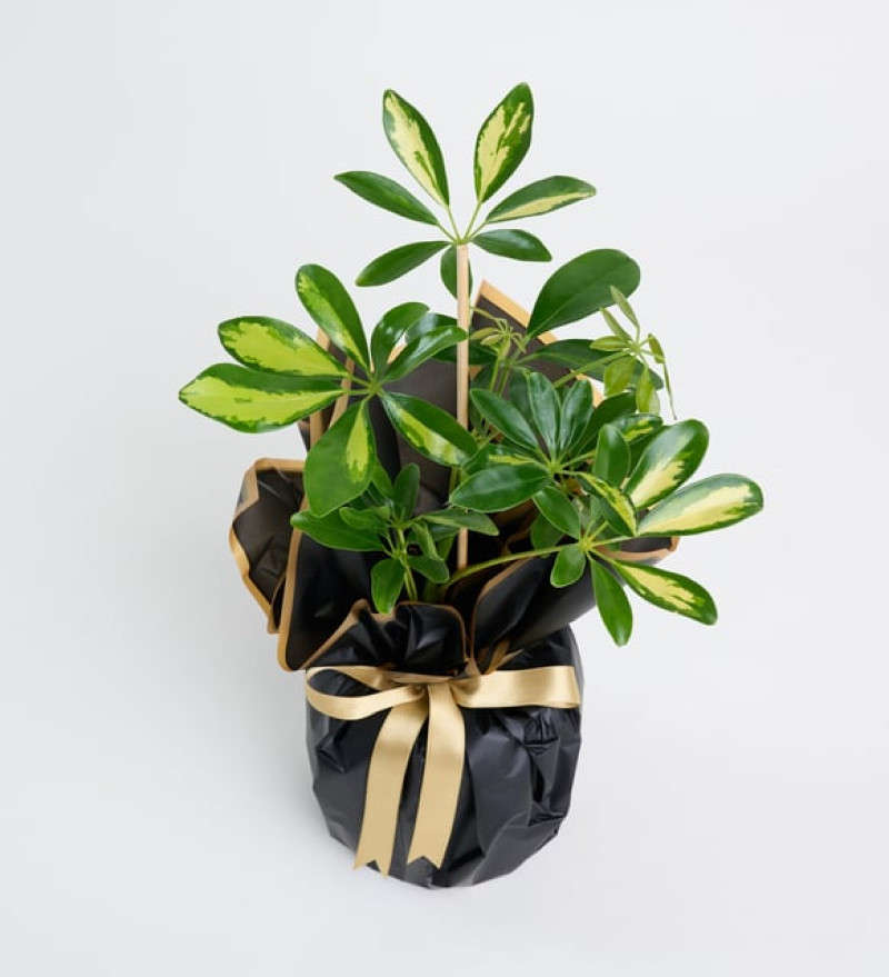 Siyah Buket Kağıdında Schefflera Tekli p12