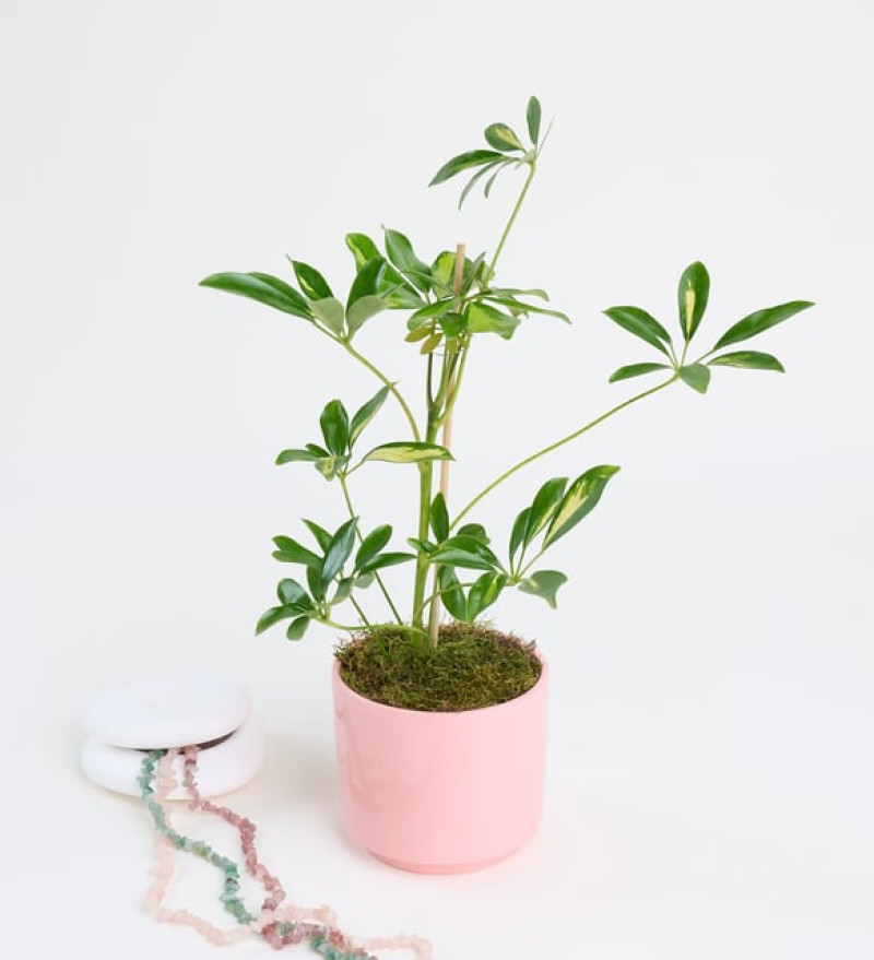 Schefflera Tekli