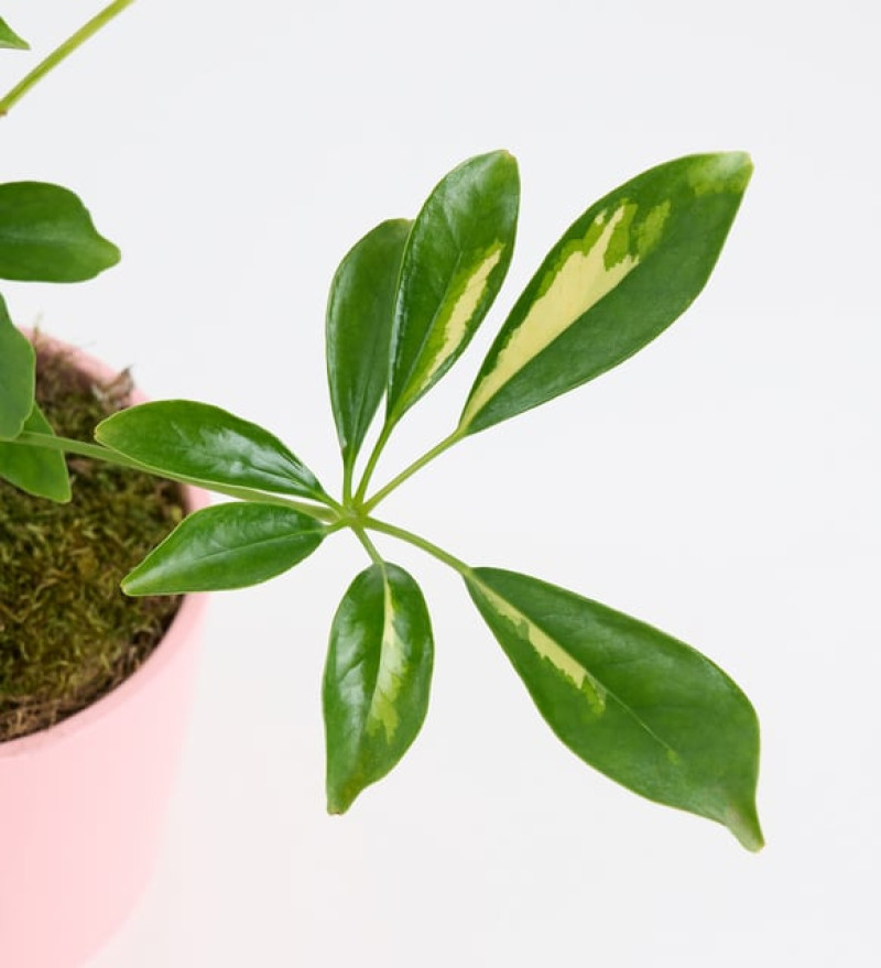 Schefflera Tekli