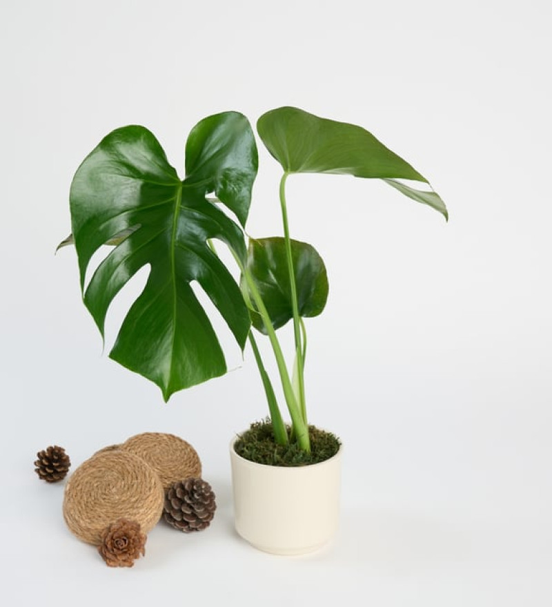 Monstera