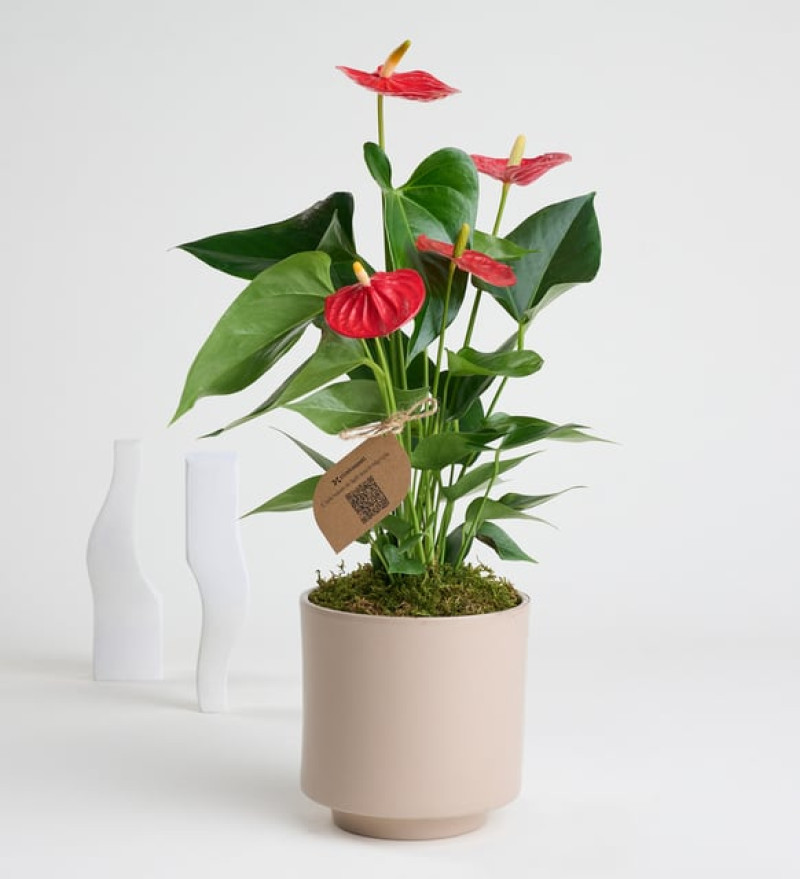 Gri Beton Saksıda Antoryum - Flamingo Çiçeği