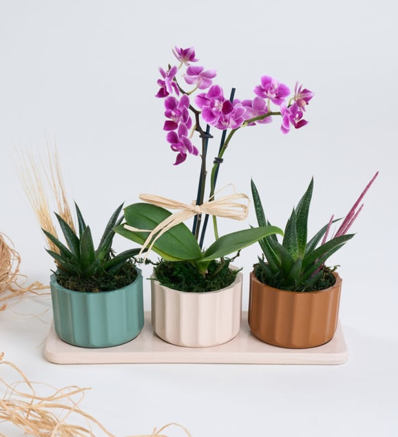 Trio Saksıda Haworthia Limifolia ve Mor Orkide