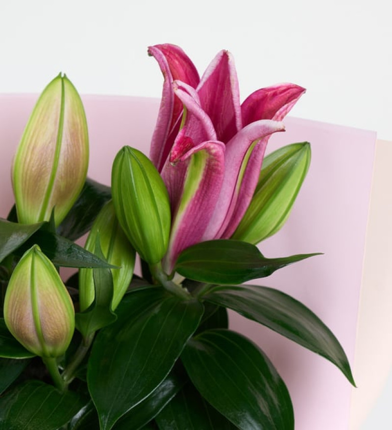 Pembe Buket Kağıtlı Beton Saksıda Pembe Lilyum
