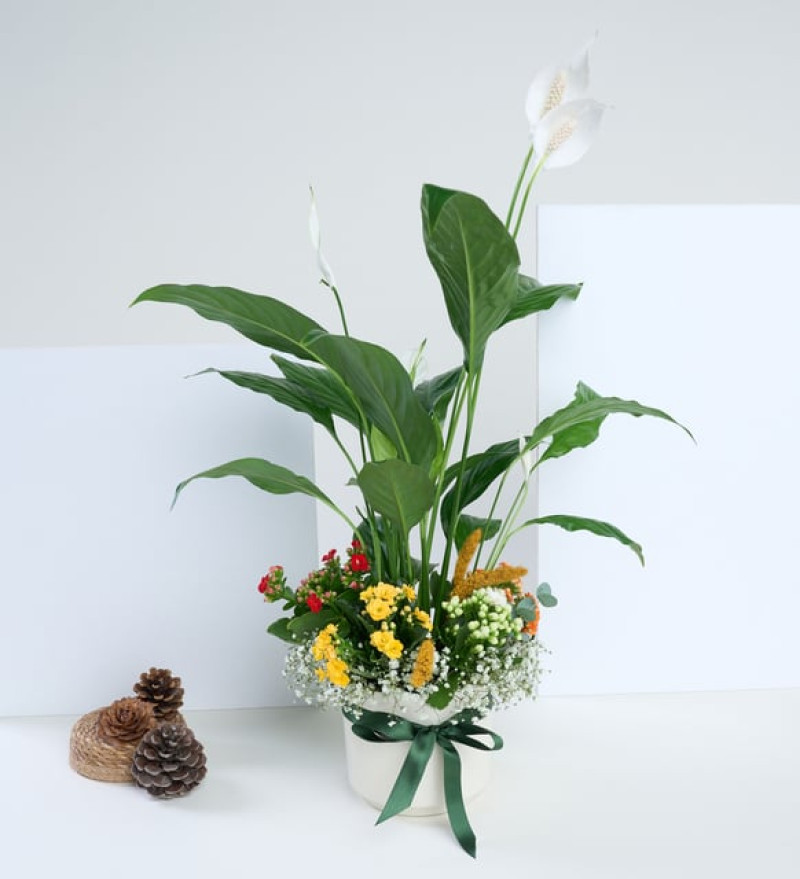 Beyaz Saksıda Barış Çiçeği ve Kalanchoe Çiçekleri