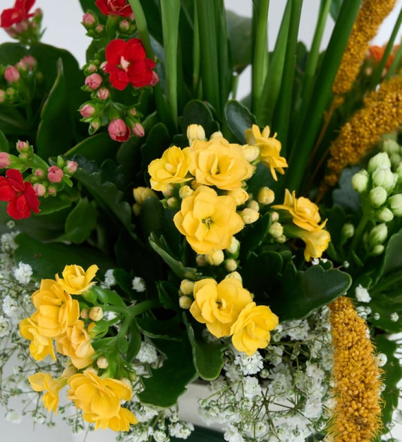 Beyaz Saksıda Barış Çiçeği ve Kalanchoe Çiçekleri