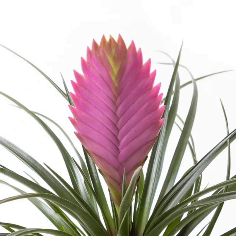 Fuchsia in Jungle – Tillandsia Saksı Çiçeği
